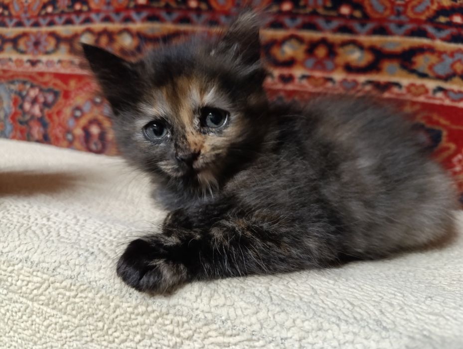 Котята у хороші ручки