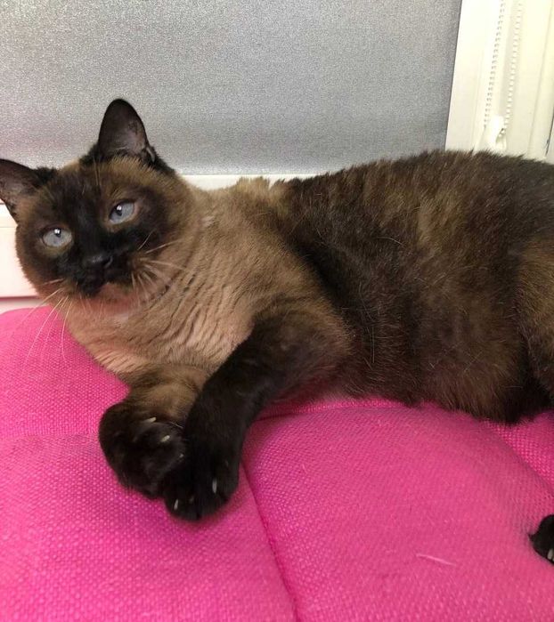 Неймовірно красива КОШЕЧКА Іззі, голубоока леді тайської породи