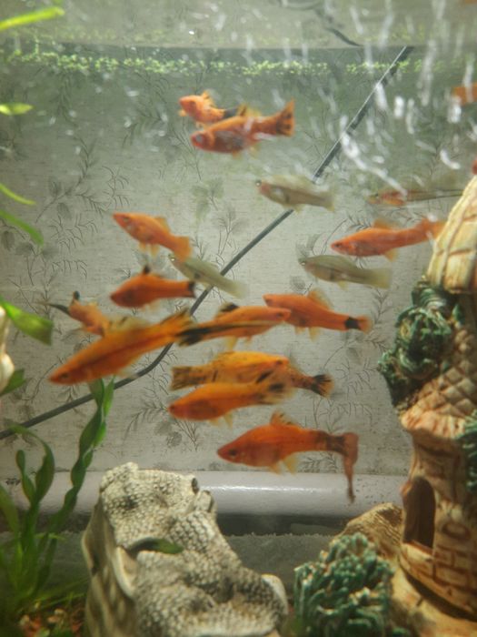 Меченосец. Аквариумные рыбки.