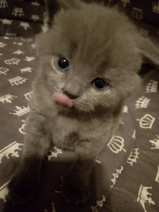 Котята,кот,кошка