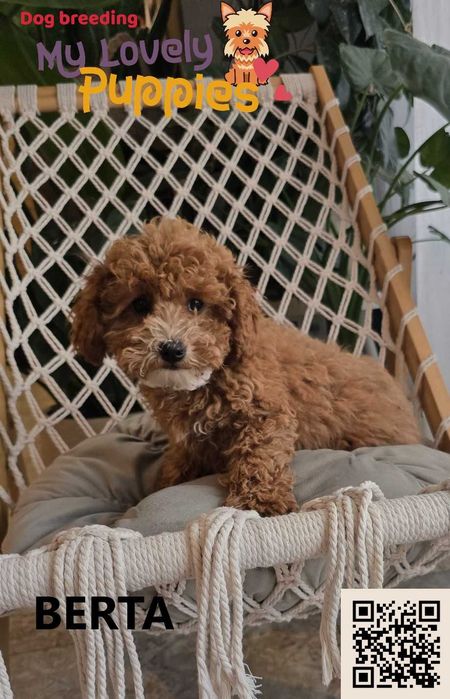 Cavapoo dziewczynka Berta