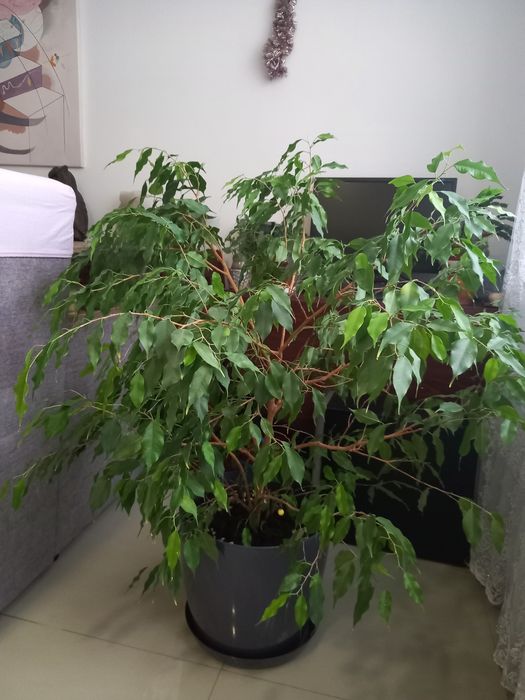 Фикус Бенжамина .