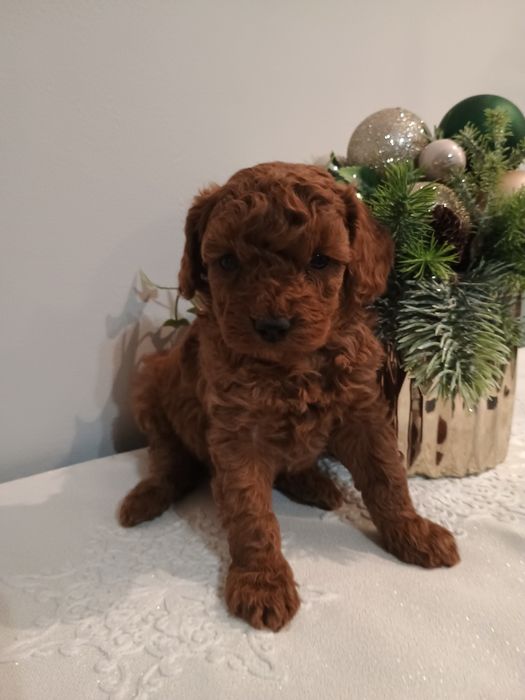 Pudel toy , miniatura śliczny piesek