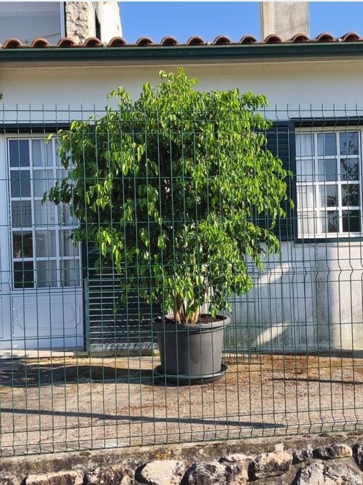 Ficus, árvores, plantas, jardim, decoração, natureza