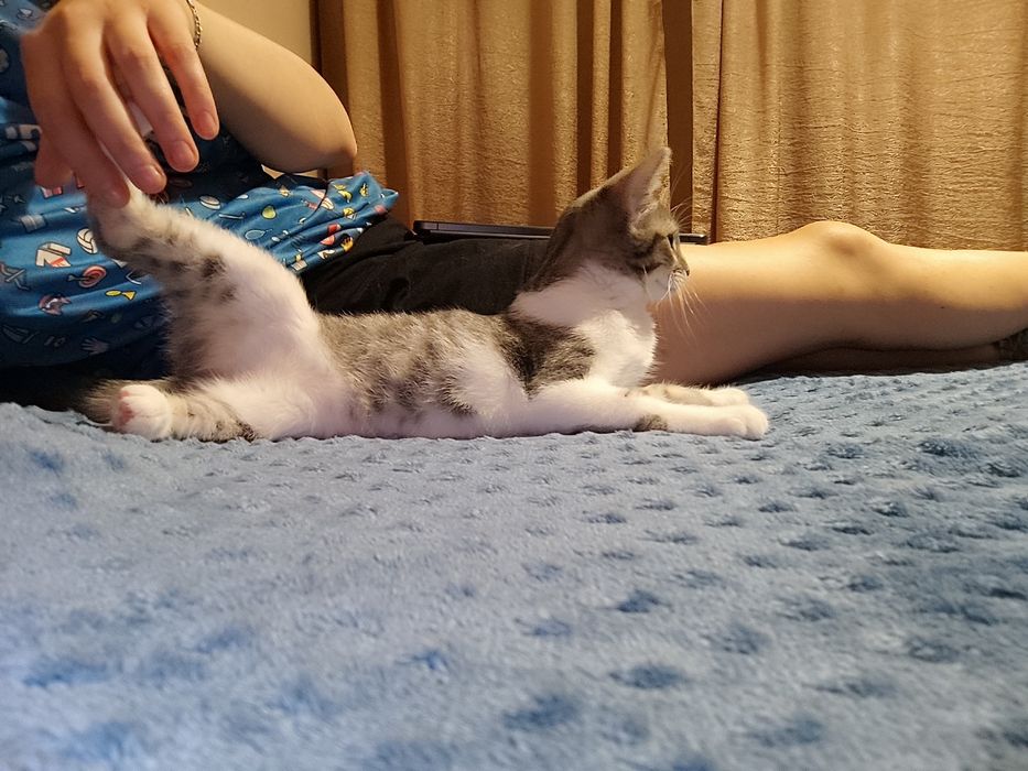 Домашняя передержка котиков 250 грн/сутки Смотрите тик ток saharova777