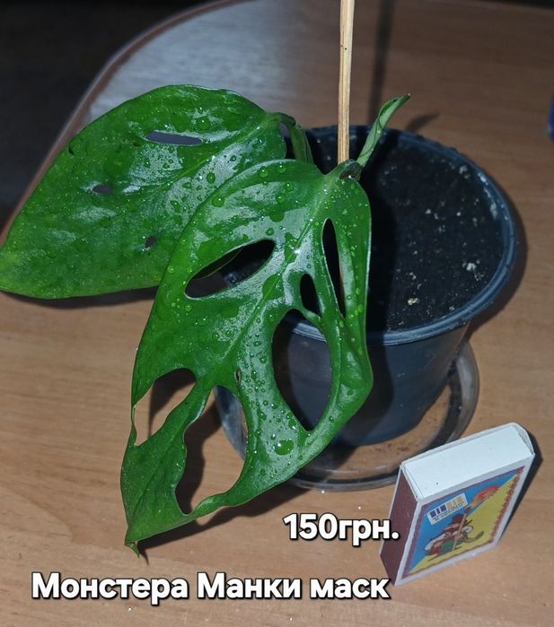 Монстера Манки маск.