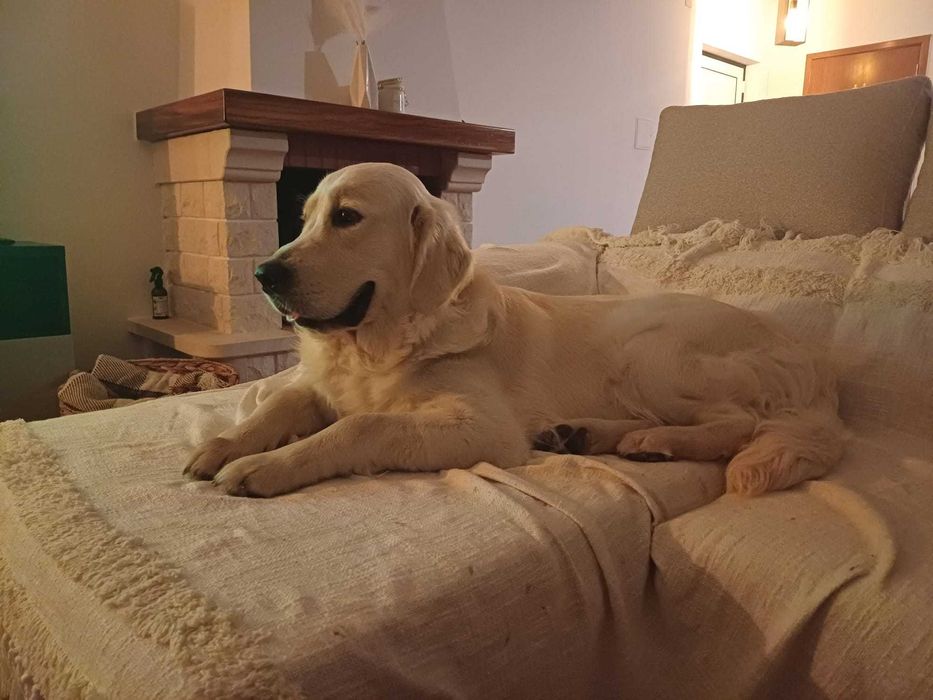 Golden Retriever disponível para acasalamento