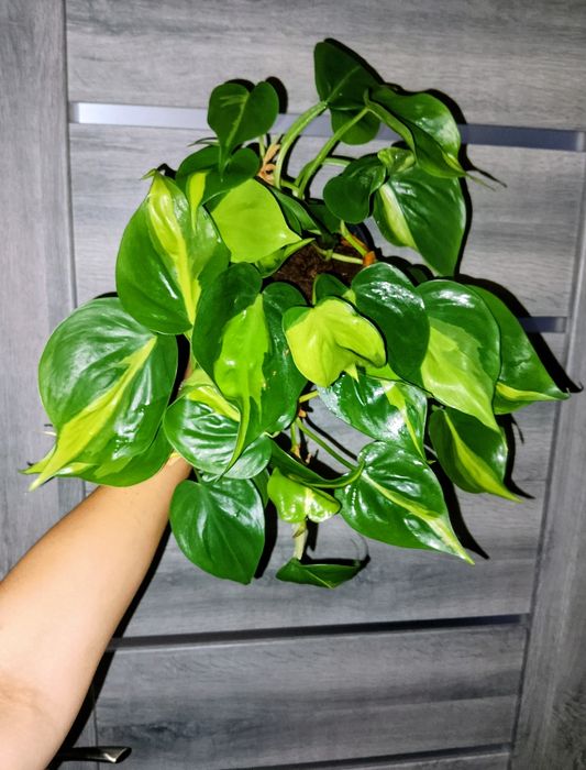 Розкішний Філодендрон Scandens Brasil