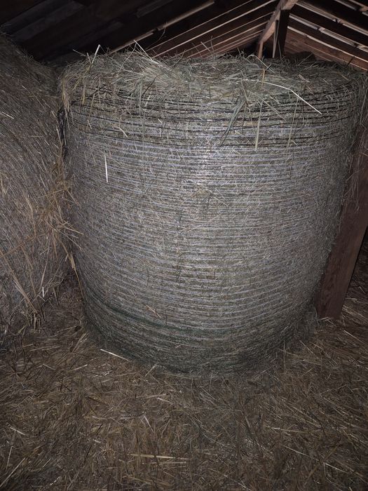 Siano, sianokiszonka, kiszonka z kukurydzy