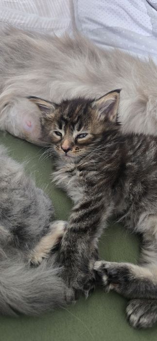 Kotka maine coon