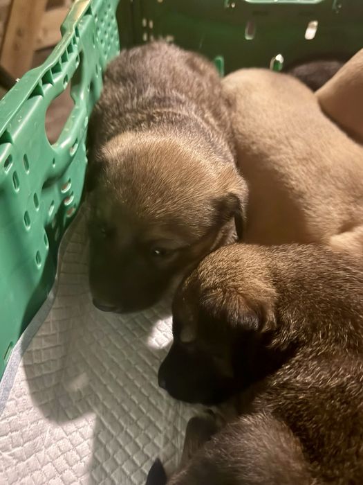 Cãezinhos bebés para adoção responsável