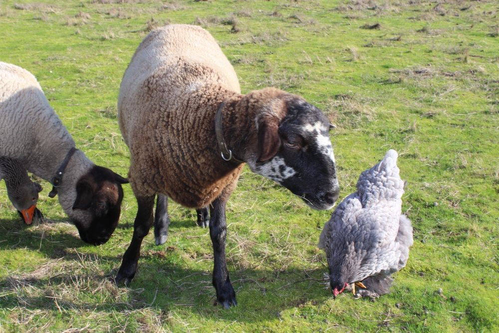 Ovelha sulfok com 1 ano