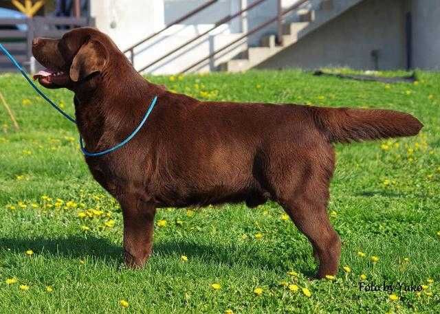 Labrador Retriever szczenie z rodowodem ZKwP, FCI Badania Genetyczne
