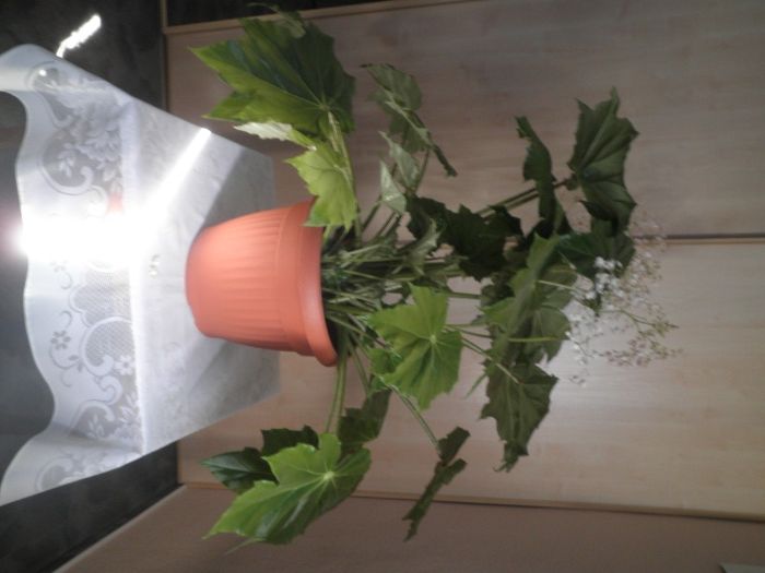 Sprzedam kwiat doniczkowy pokojowy