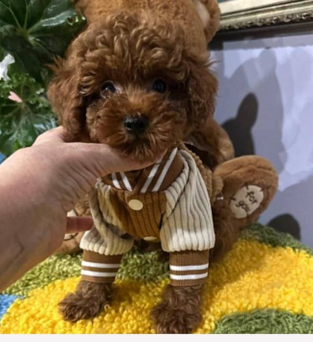 Дівчинка той пудель супер манюня