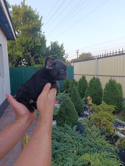 Шикарная девочка