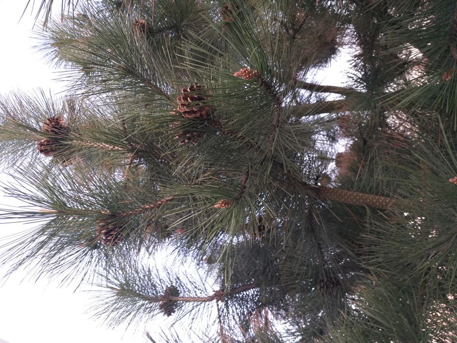 Szyszki do strojików i lasów w słojach