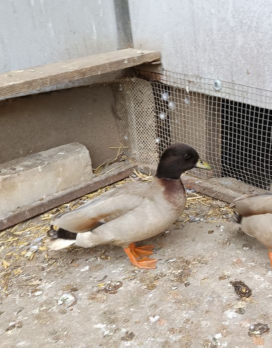 Call duck młode.