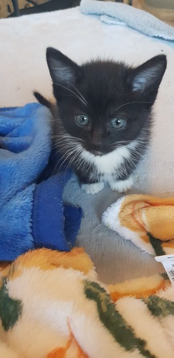 Oddam kotkę do adopcji