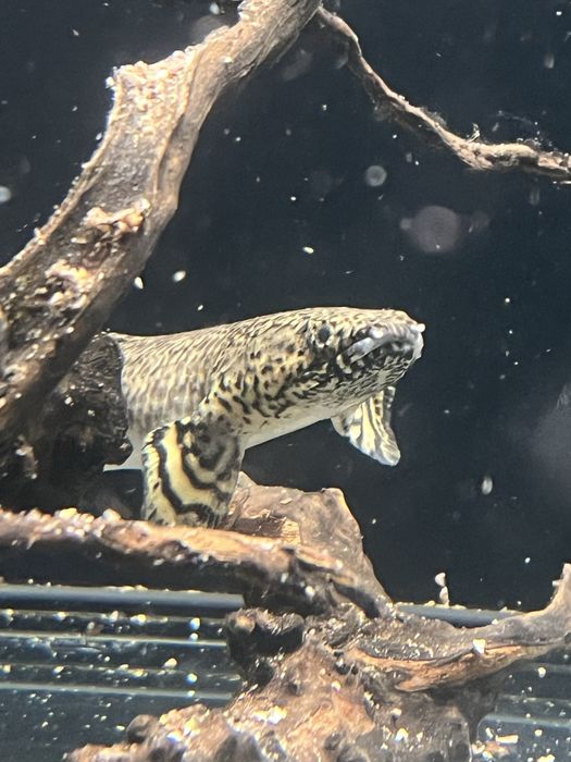 Poly ornatipinnis + 25cm!!!