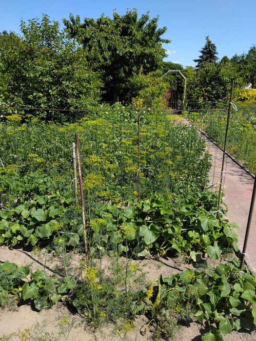 Działka ROD,Ogrodowa z prądem