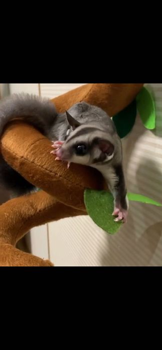 lotopałanka sugar glider samiec