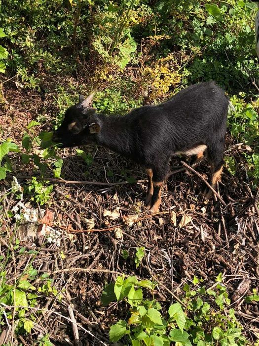 Conjunto de 3 cabras anãs, duas crias (machos) e a mãe destes
