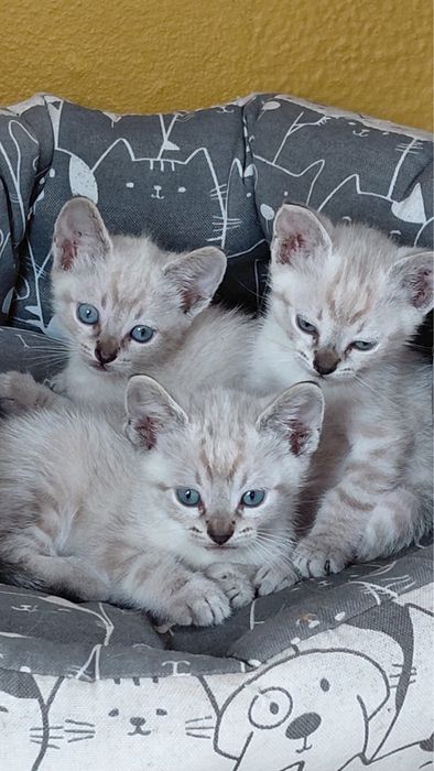 Gatinhos para adoção responsável zona Oeste