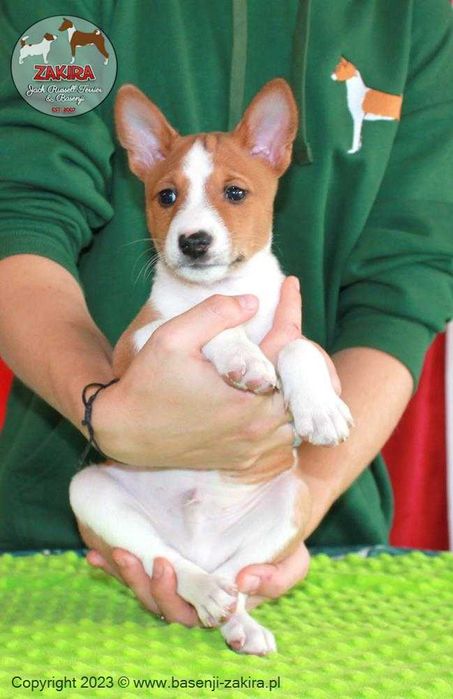Szczenię Basenji po Multi Championie, WIOSNA-LATO 2026, ZAKIRA FCI