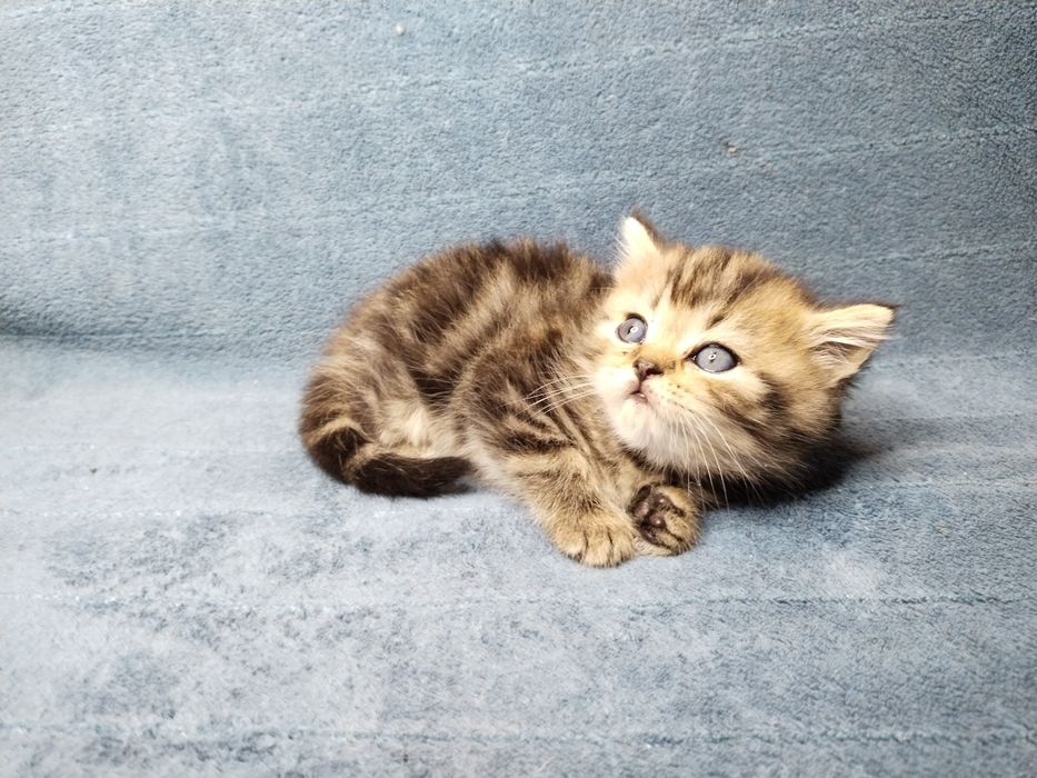 Котята Скоттиш страйт