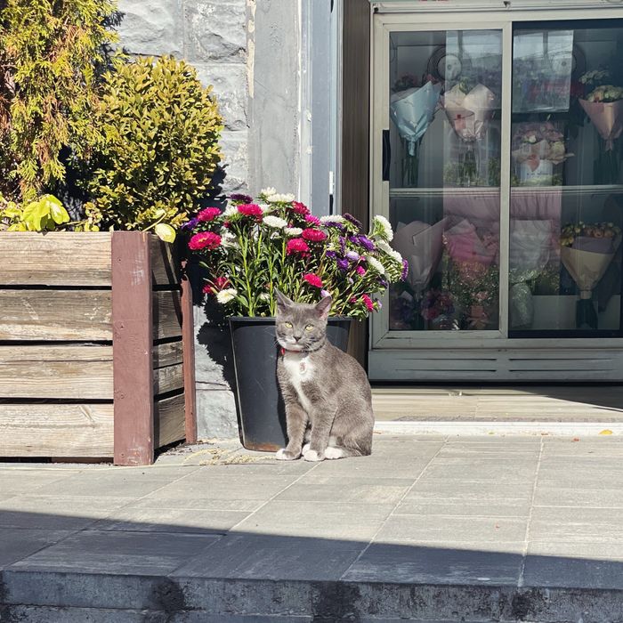 Квіткова крамниця, квітковий бізнес, холодильник для квітів