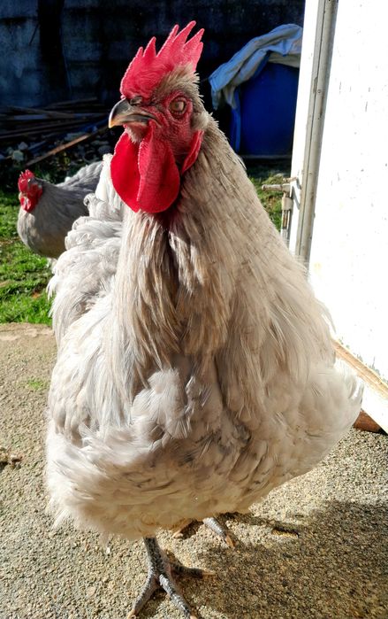 Macho Orpington Lavanda (7meses)