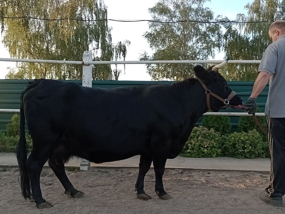 Rasowa krowa Dexter
