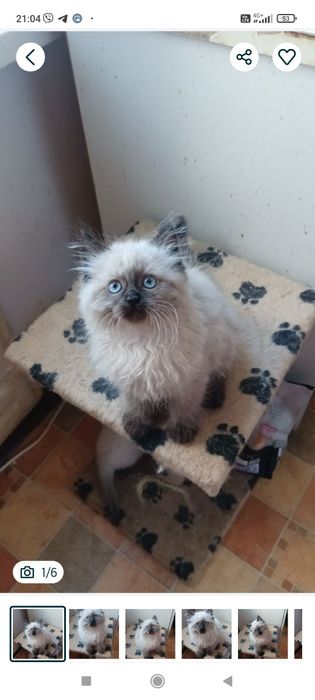 Невская маскарадная котята 3 мес