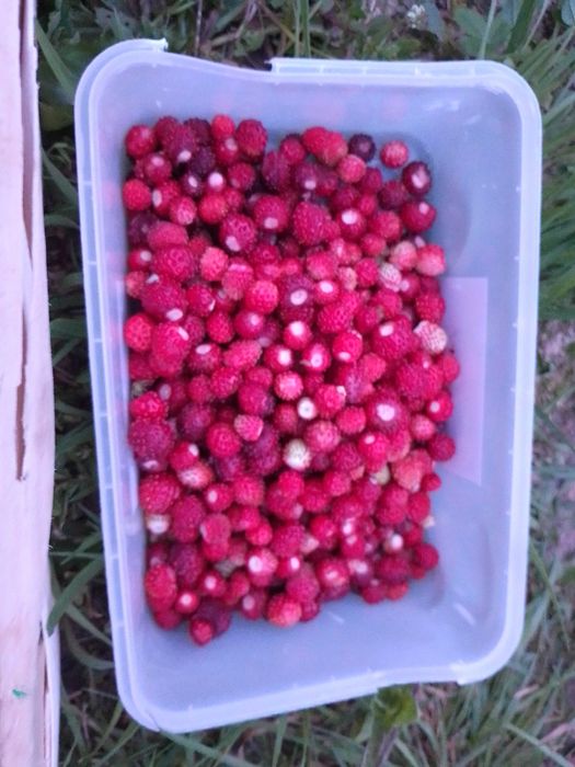 Truskawki/poziomki rozłogowe