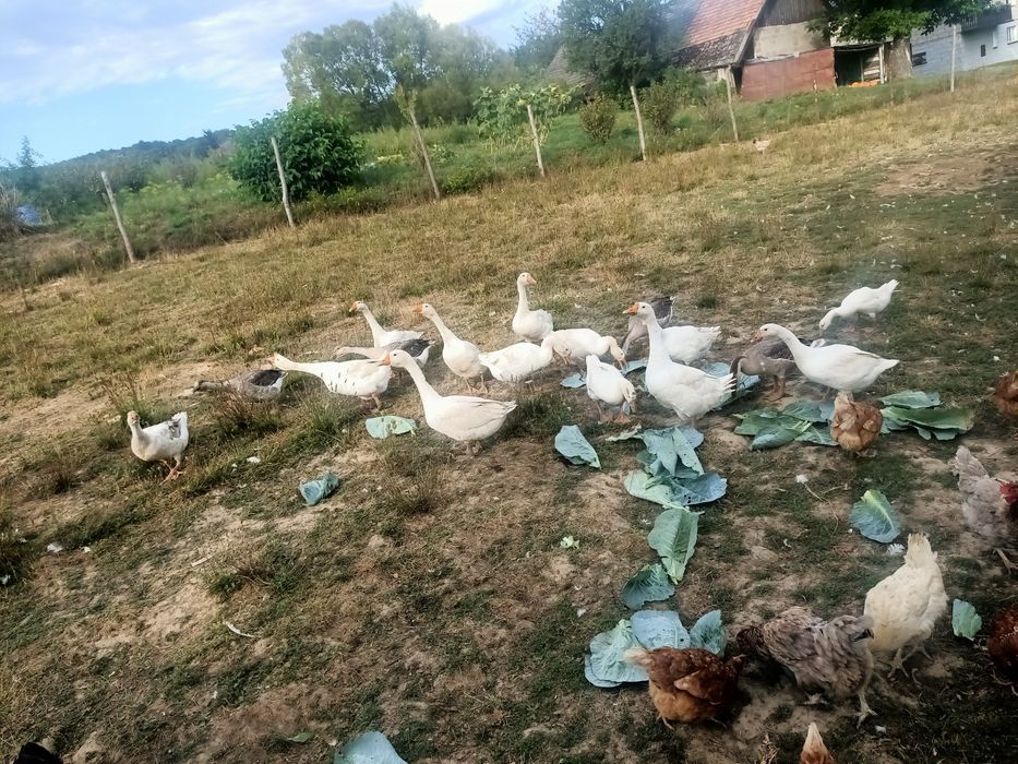 Gęsi   sprzedam.