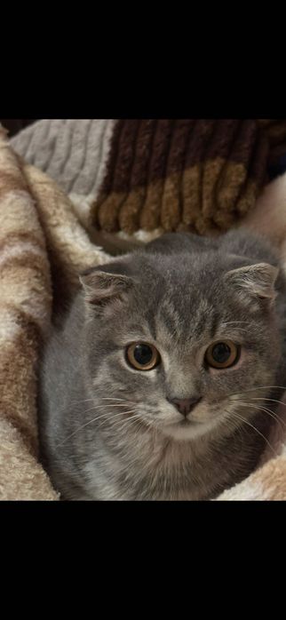 Котик висловухий