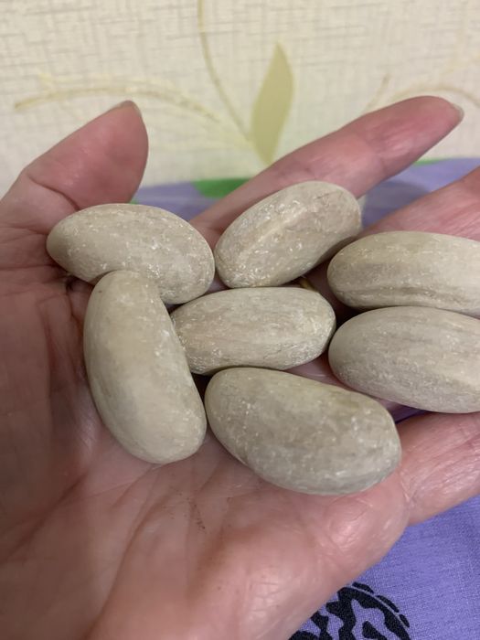 Джекфрут, сіянці