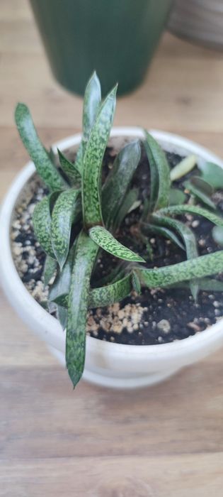 гастерія сукулент  вазон