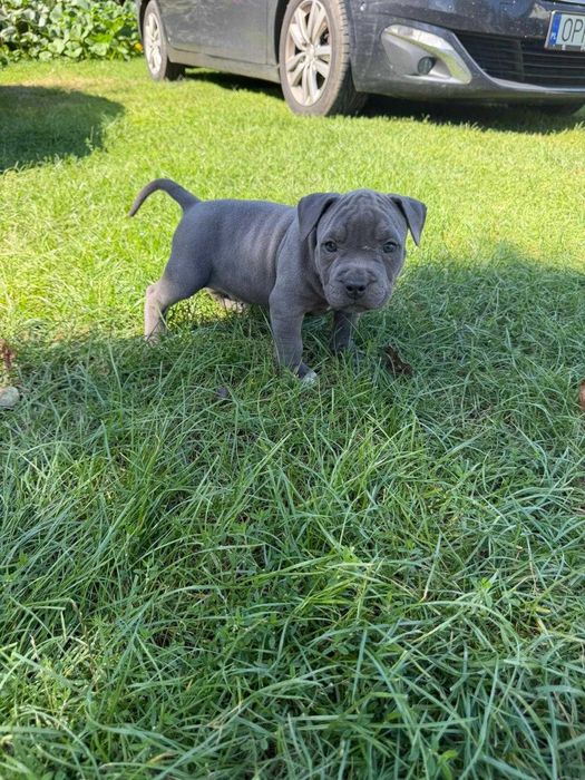 Amstaff American Staffordshire Terrier blue capp