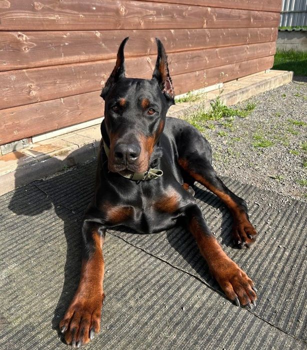 Doberman szczeniak do rezerwacji