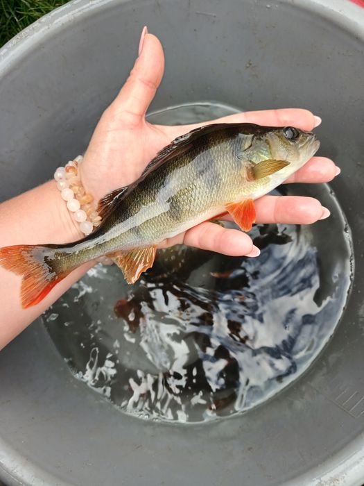 Sandacz 12-16cm  karp jesiotr palia