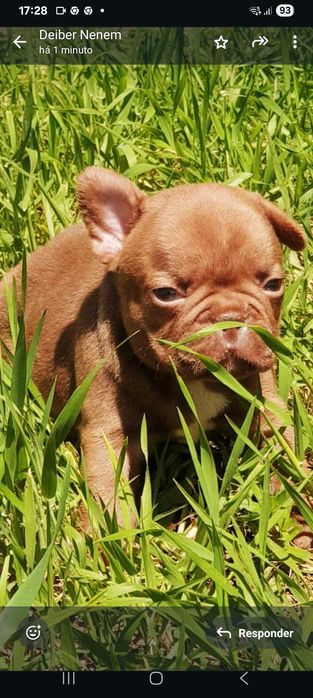 Bulldog francês chocolate