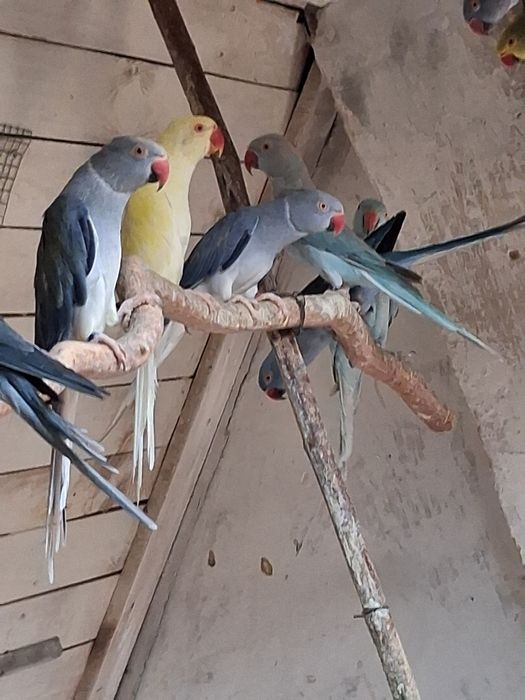 Aleksandretta samiec kremino