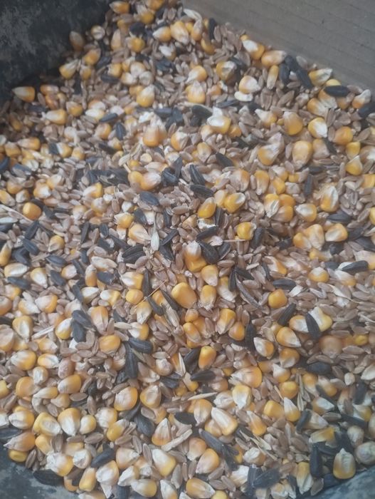 Продам пшеницу кукуруза ячмень
