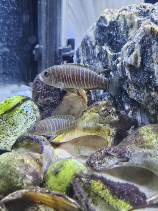 Dobrana stado 9 szt.  Muszlowców (Neolamprologus similis)