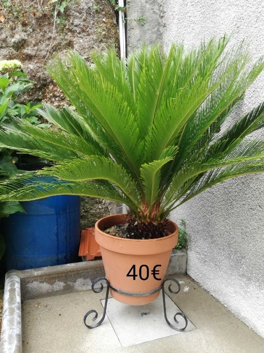 Plantas sica desde 10€