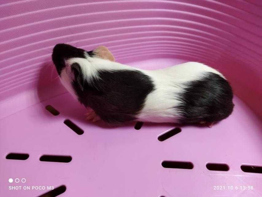 Морская декоративная свинка и свинки Большой выбор +клетки