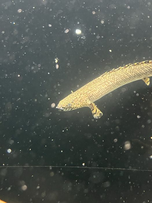 Poly ornatipinnis + 25cm!!!