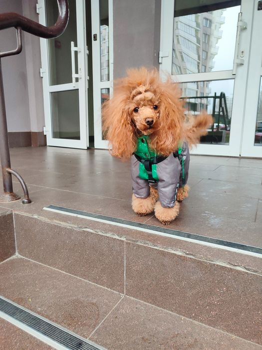 Вязка той пудель